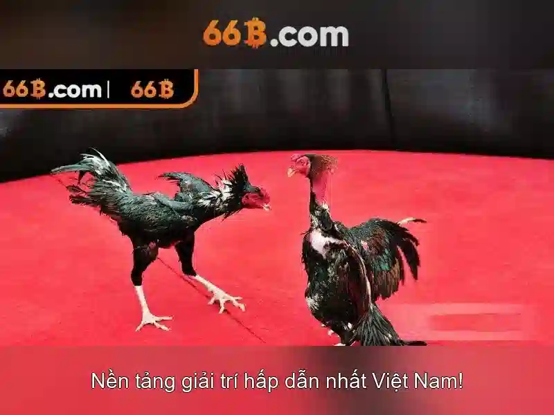 ca cược trực tuyến - 66B