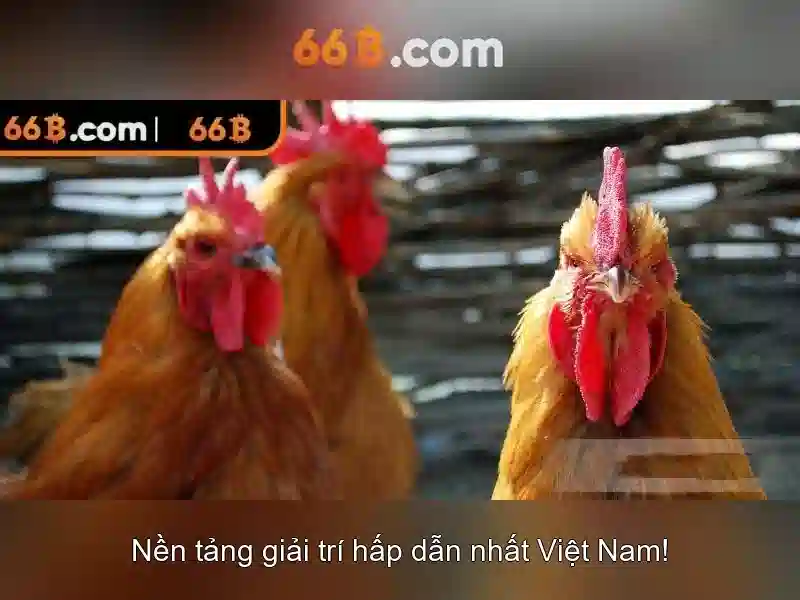 66b - Nền tảng cá cược trực tuyến đỉnh cao tại 66bvip.com.co