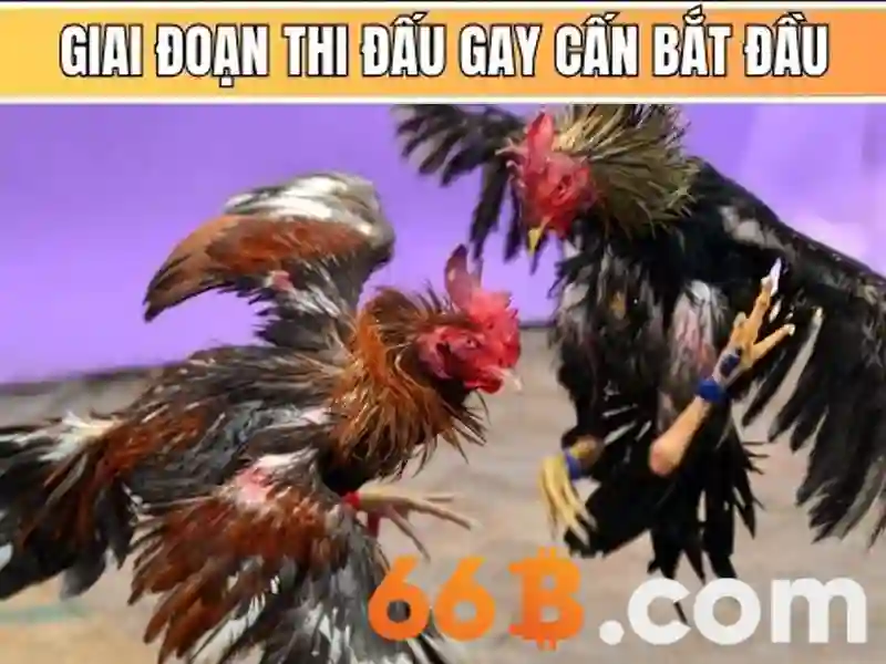 cá cược an toàn - 66B